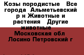 Козы породистые - Все города, Альметьевский р-н Животные и растения » Другие животные   . Московская обл.,Лосино-Петровский г.